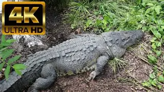 ZOOMAT EL MEJOR ZOOLÓGICO DE MÉXICO