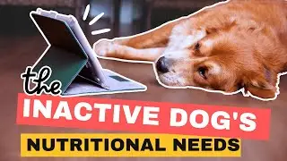 Understanding Your Dog's Nutritional Needs: The Inactive Dog