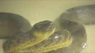 Brown tree snakes make their way to Cocos Island