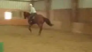 Wisdom Horse For Sale $ 15,000