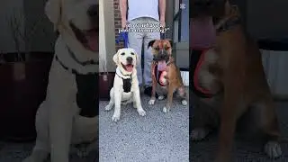 Yes! Heaps of photos 🤣#sam#GoldenLab#max#KelpieBoxer#furbabies#dog#doglovers
