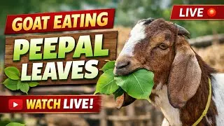 My Goat Loves Peepal Leaves! Watch Him Eat Live