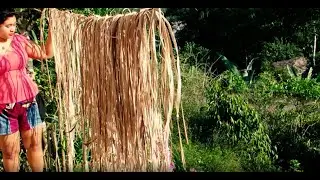 Extrayendo fibra de banano / plátano