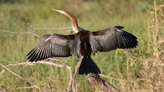 Wetland Cruises Corroboree Billabong - Birds on the Billabong