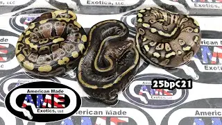 25bpC21 fm Clown Stranger Enchi Pastel x m Paint Banana and m Paint