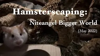 [Hamsterscaping] Cleaning & Setting Up Niteangel Bigger World Hamster Cage | 自然风金絲熊倉鼠籠造景