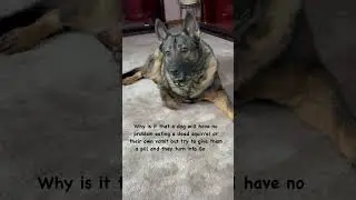 Why is it?     #lifewithdogs #tastetest #smartdogs #germanshepherd #gordonramsay #short