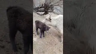 Yak baby mother caring mountain life #shorts#youtubeshorts