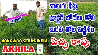 chilli seeds growing telugu | best mirchi seeds variety | mirchi farming