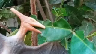 Jurassic disaster ep 4 temporada 2: Se abaixem ! Rápido !!!