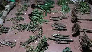 Tối 10/01 u lồi, ht kèn, trúc phật bà, long tu, căn diệp, quế đỏ, kiều tím, sim rừng lh: 0377422604