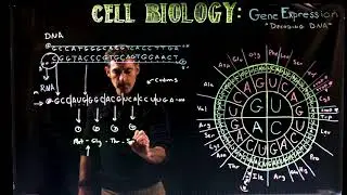 Decoding DNA