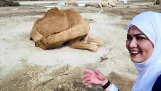 THE ROYAL CAMEL FARM |BAHRAIN #CAMELFARM #ROYALCAMELFARM