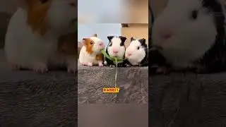 Средний Кролик перехитрил всех