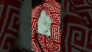 1cutepuppy, puppy, dog, dogshorts #cutedog #viral #video #short #trending #dogs