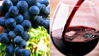 SI TË BËJMË VERË NË SHTËPI!!!.HOMEMADE WINE!