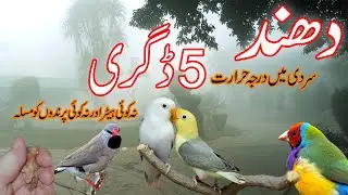 دھند اور سردی میں پرندوں کی حفاظت کرنے کے لئےکیا ہیٹر لگانا چاہیے؟۔ نیو فینسیر وڈیو کو لازمی دیکھیے