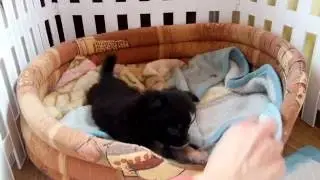 Chihuahua z Elrom. Nasz słodki Eliasek