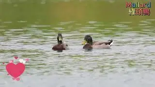 Mallard Mating 綠頭鴨交配