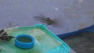 Feeding pet moth