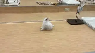 1/8 37682 チワワ