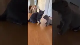🤣🐱 When the Bully Gets Busted