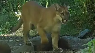Minutes Away From A Mountain Lion In The Angeles National Forest 