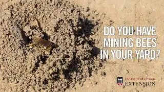 Do you have Mining Bees in Your Yard?