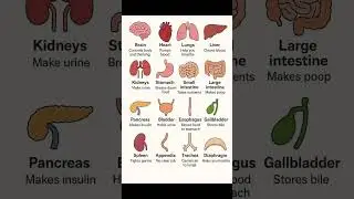Organs with Functions❣️😍