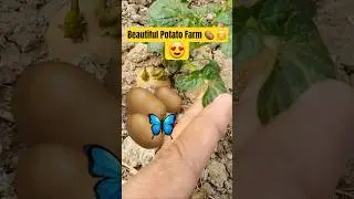 Vegetable Farming | Potato Farming | Winter Vegetable | 🥔 🤗 | #shorts #youtubeshorts #viral #potato