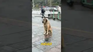Турбота про менших &mdash; це теж прояв великого серця 💛🐾