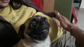 Puma (pug) protection /loyalty of pug