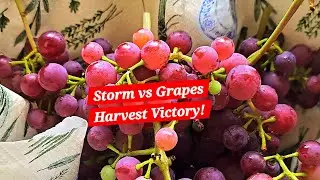 Garden Grapes Survive Heatwave & Storm | Harvest Time | From Garden to Table | Healthy Snacks 
