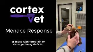 Menace Response - Veterinary Neurological Exam - CortexVet