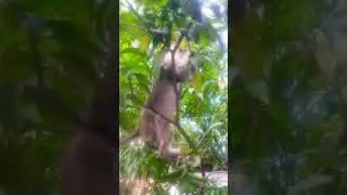 #cute Shit the cat Trap on Tree #amazing #viral #shorts
