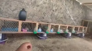 Reprodução das Codornas Gigantes Como reproduzir 