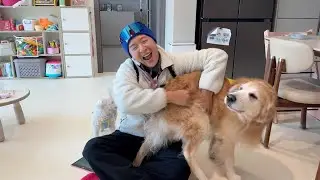 애교가 너무 많은 리트리버 키우면 24시간이 피곤한 이유 ㅋㅋㅋ