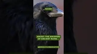 Revens Birdwatching #birdwatching #birding #birdingcommunity #birdsymbolism #birdsounds