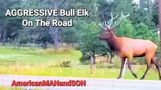 AGGRESSIVE Bull Elk - On The Road - Respect The RUT