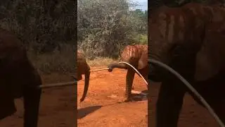 Elephant Tug-of-War: Playful Battle for the Water Hose on a Hot Day!