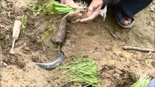 Onion Transplantation Video By PANI-IILD