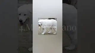 10 cani da guardia migliore del mondo