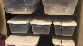 #reptiles #diy #leopardgeckos #cheap HOW TO BUILD A REPTILE RACK SYSTEM  SUPER CHEAP