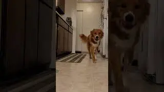 Dog opens fridge to help himself to breakfast #shorts #dogsdoingthings