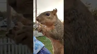 Skip The Squirrel: Eating Apple ASMR