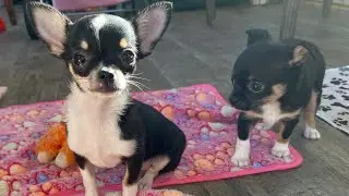 6 week and 12 week old chihuahua puppies short coats