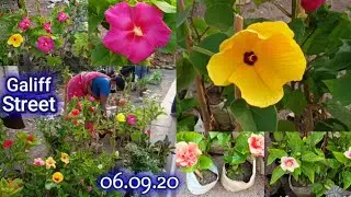 Galiff Street Flower Plants Market In Kolkata Visit | The Biggest Flower Plants Market In India