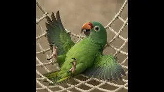 We Shut Down $$ to Protect Parrots - Now We Need Your Help