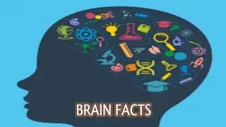 Cool Brain facts