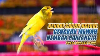 SUARA BURUNG |190| Kenari GACOR PANJANG INI Cocok untuk Masteran KENARI PAUD dan Kenari Macet BUNYI
